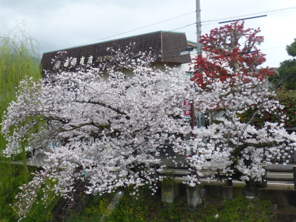 満開の桜 写真