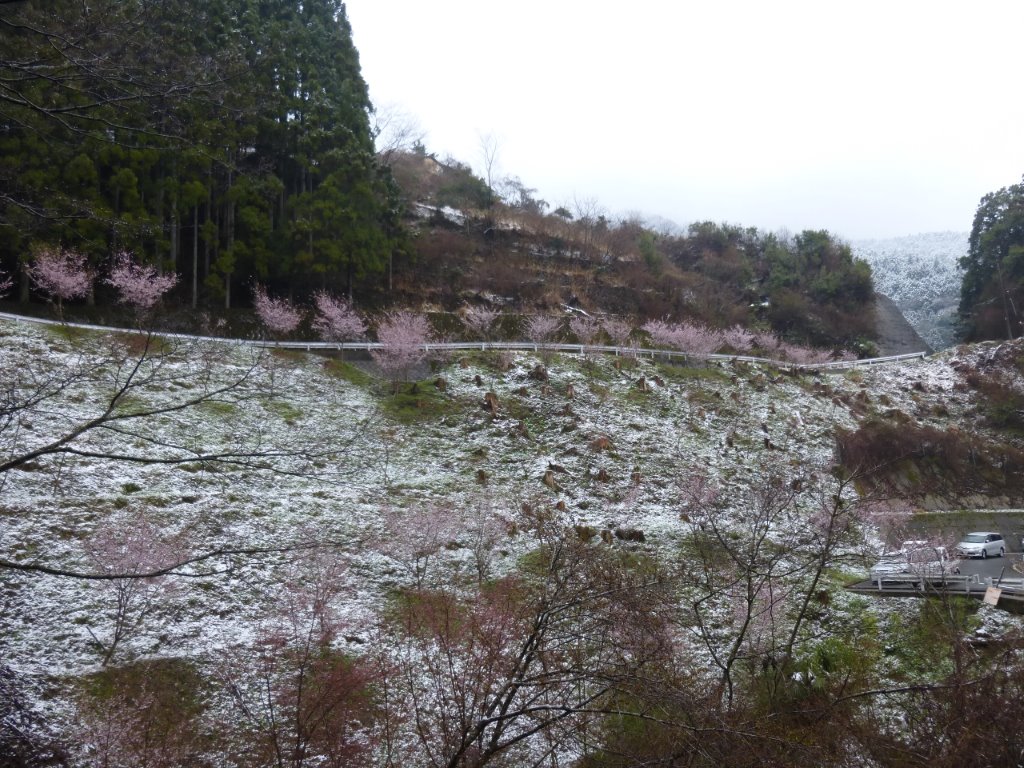 桜と雪 写真
