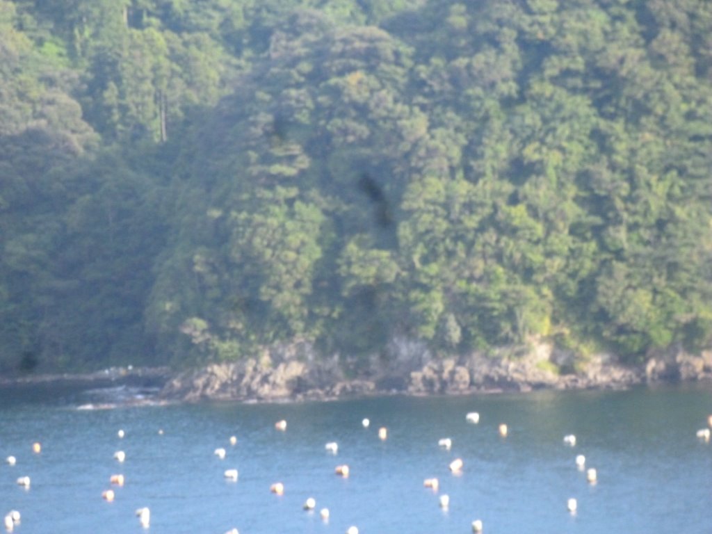 海士町養殖 写真