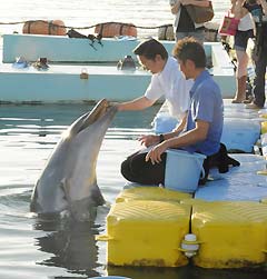 イルカとの触れ合いを体験し、ドルフィンセンターの状況を視察する山本（博）氏