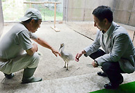 トキの飼育状況などについて聞く遠山本部長