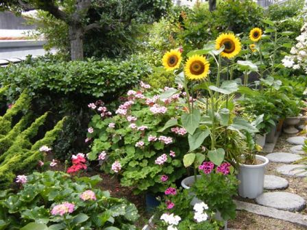 今村宅のお庭の美しい花々（松山市）