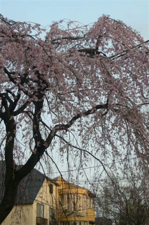 しだれ桜
