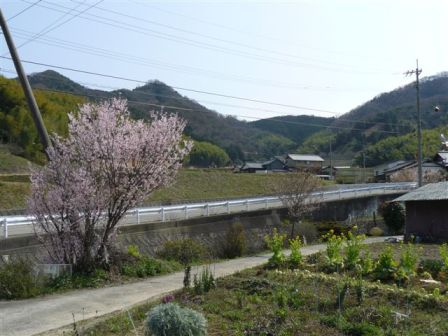 まんのう町の桜風景