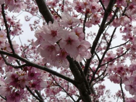 満濃池の桜