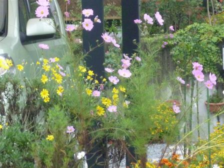 コスモスなどの花々