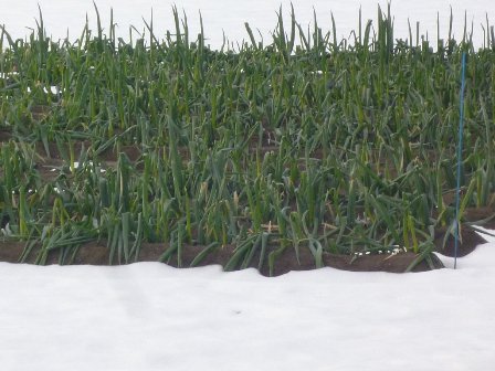 白ネギの葉が折れたり雪で大打撃