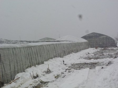 雪におおわれたビニールハウス