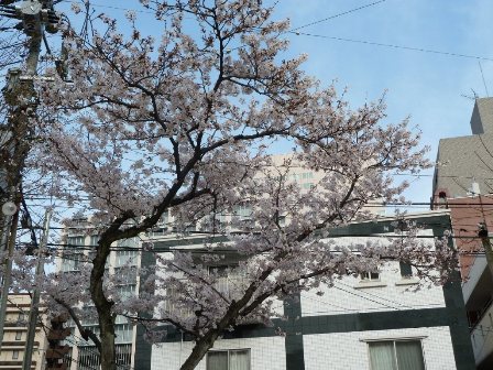 広島市内の桜