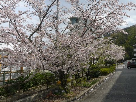 徳島の桜