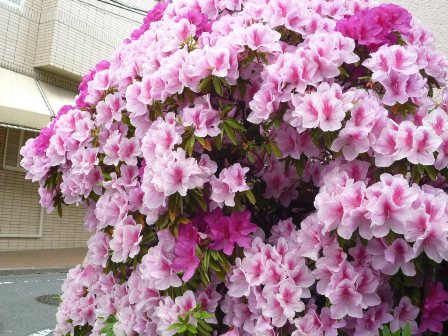 つつじの花々