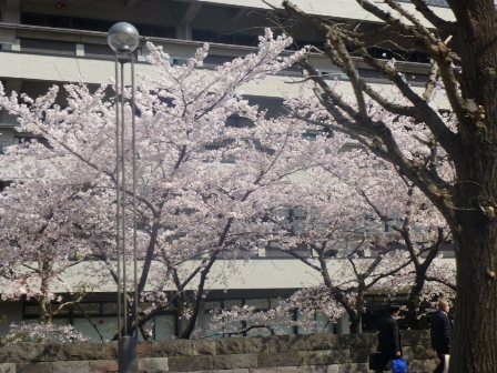 桜の風景１