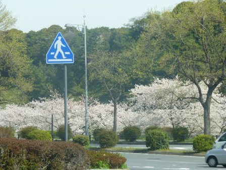 東京の風景桜