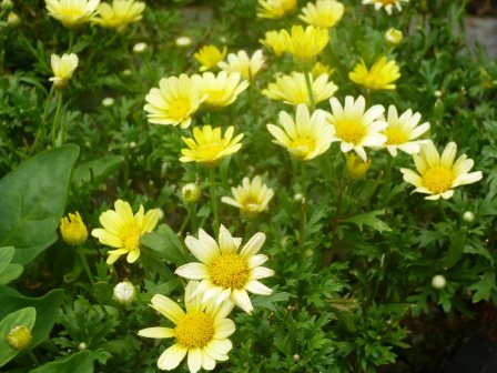 野に咲く花々(善通寺市)