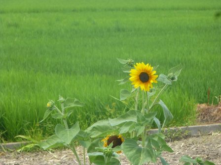 田んぼの中のヒマワリ