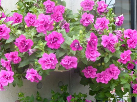 花々1