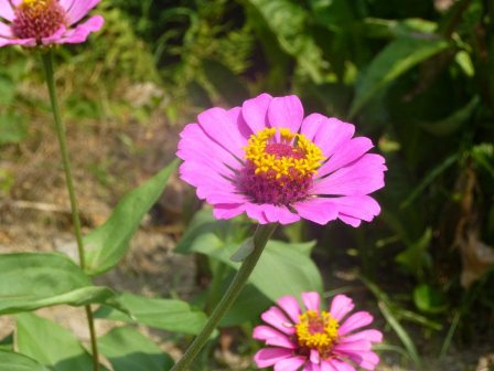 野に咲く花々(丸亀市)