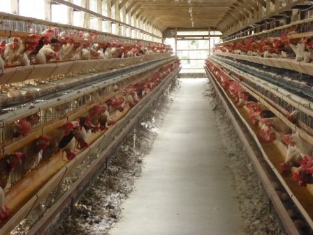 養鶏場1