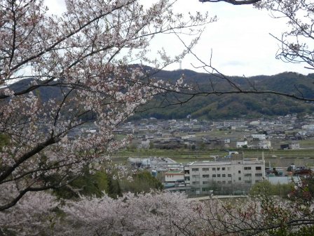 倉敷市の桜