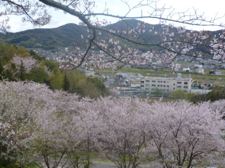 倉敷の桜２