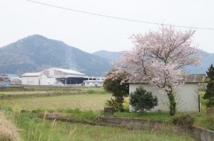 宇和町卯之町の風景