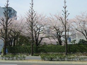 桜